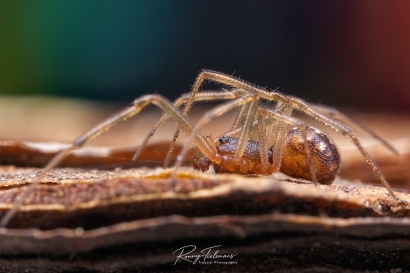 Huissteatoda - Steatoda triangulosa