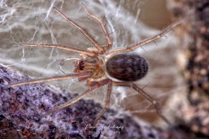 Gewone huisspin - Eratigena atrica