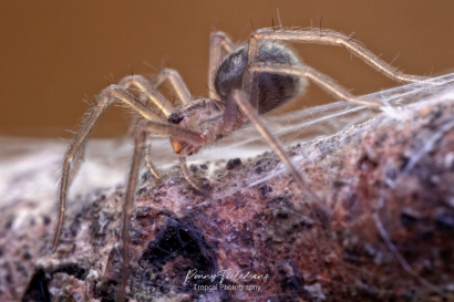 Gewone huisspin - Eratigena atrica