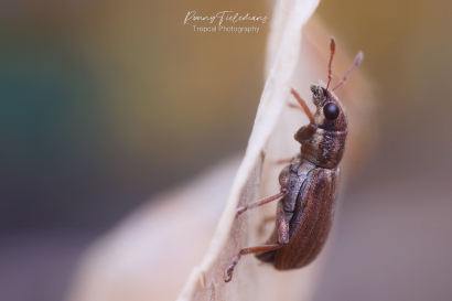 Kleine-brembladrandkever - Sitona-regensteinensis