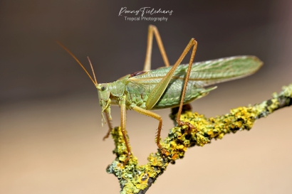 Grote-groene-sabelsprinkhaan - Tettigonia-viridissima