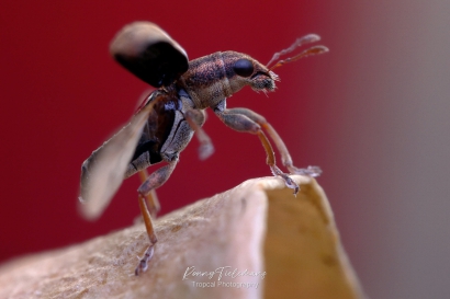 Kleine-brembladrandkever - Sitona-regensteinensis