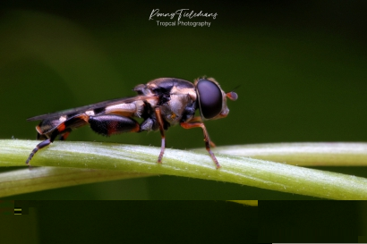 Menuetzweefvlieg - Syritta-pipiens