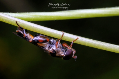 Menuetzweefvlieg - Syritta-pipiens