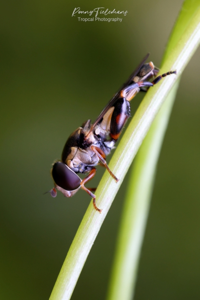 Menuetzweefvlieg - Syritta-pipiens