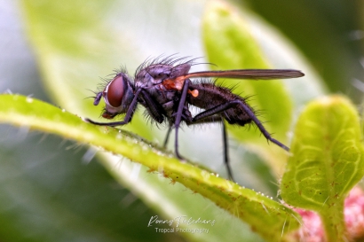 Bloemvlieg-onbekend - Anthomyiidae-indet.