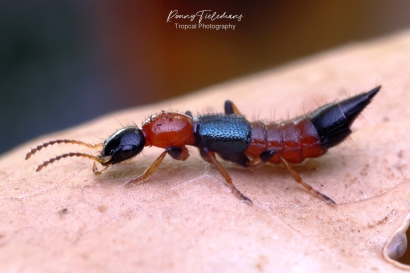 Kortschildkever - Paederus-littoralis