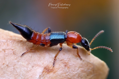 Kortschildkever - Paederus-littoralis