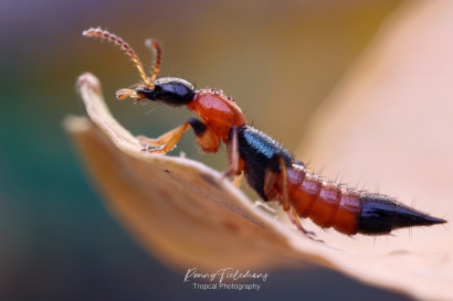 Kortschildkever - Paederus-littoralis