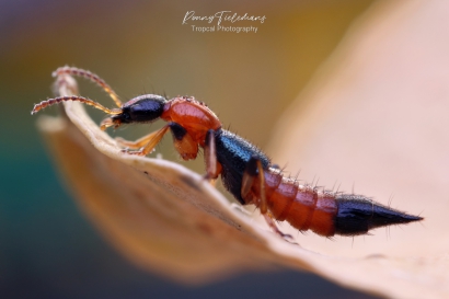 Kortschildkever - Paederus-littoralis