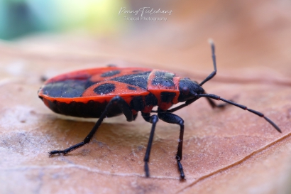 Vuurwants - Pyrrhocoris-apterus