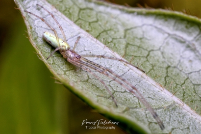 Strekspin-onbekend - Tetragnatha-spec.