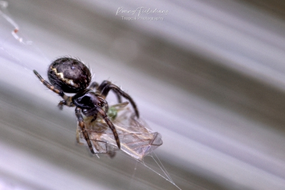 Koffieboonspin - Steatoda-bipunctata