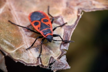 Vuurwants - Pyrrhocoris-apterus