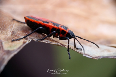 Vuurwants - Pyrrhocoris-apterus