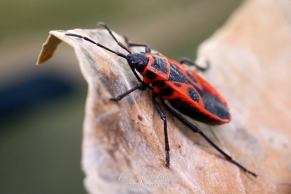 Vuurwants - Pyrrhocoris-apterus