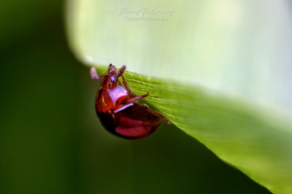 Truffelkever-onbekend - Leiodidae-indet.