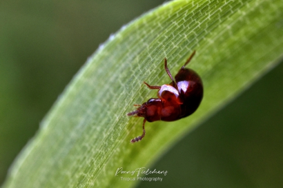 Truffelkever-onbekend - Leiodidae-indet.