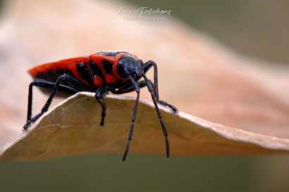 Vuurwants - Pyrrhocoris-apterus