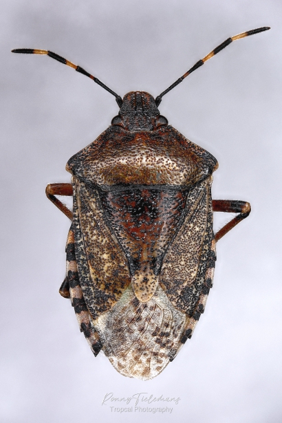 Grauwe-schildwants - Rhaphigaster-nebulosa
