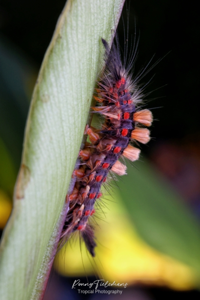 Witvlakvlinder - Orgyia-antiqua