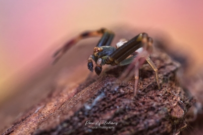 Gewone kameleonspin - Misumena vatia