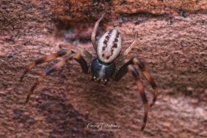 Gewone kameleonspin - Misumena vatia