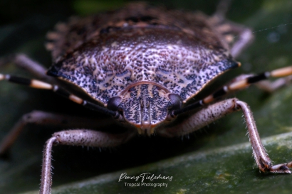 Grauwe-schildwants - Rhaphigaster-nebulosa