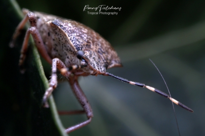 Grauwe-schildwants - Rhaphigaster-nebulosa