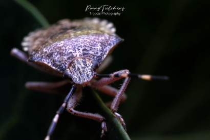 Grauwe-schildwants - Rhaphigaster-nebulosa