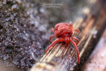 Fluweelmijt-onbekend - Trombidiidae-indet.