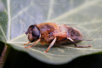 Kegelbijvlieg - Eristalis-pertinax