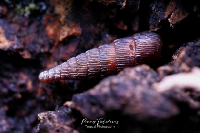 Grote-clausilia - Alinda-biplicata