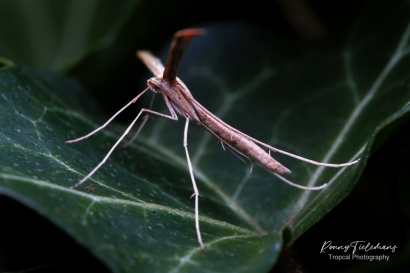 Windevedermot - Emmelina-monodactyla