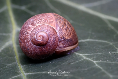 Segrijnslak - Cornu-aspersum