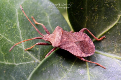 Zuringrandwants - Coreus-marginatus