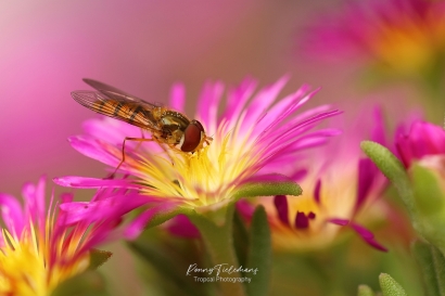 Snorzweefvlieg - Episyrphus-balteatus