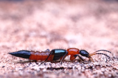 Paederus-spec.