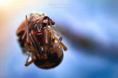 Huissteatoda - Steatoda-triangulosa