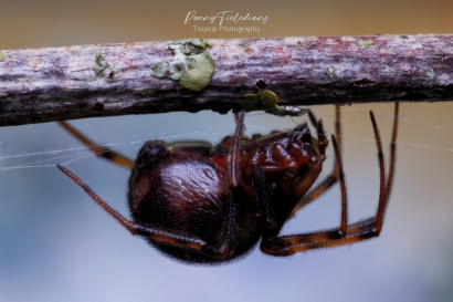 Huissteatoda - Steatoda-triangulosa