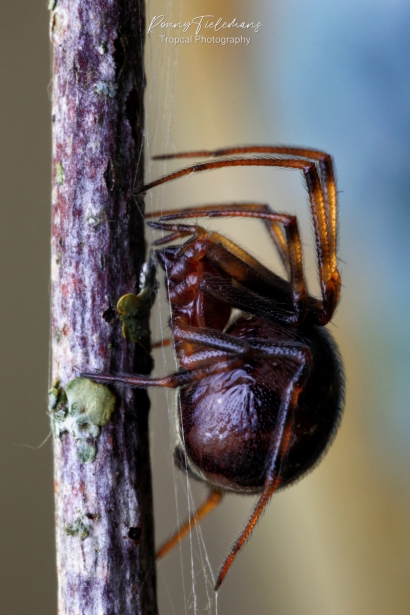 Huissteatoda - Steatoda-triangulosa