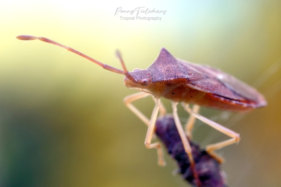 Smalle-randwants - Gonocerus-acuteangulatu