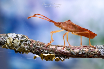 Smalle-randwants - Gonocerus-acuteangulatu