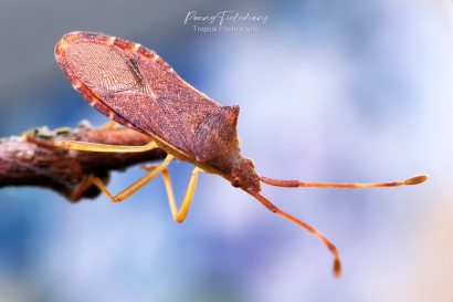 Smalle-randwants - Gonocerus-acuteangulatu