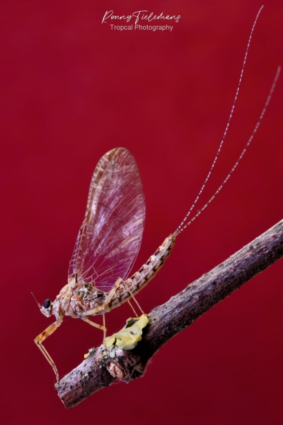 Gewone-tweevleugel - Cloeon-dipterum