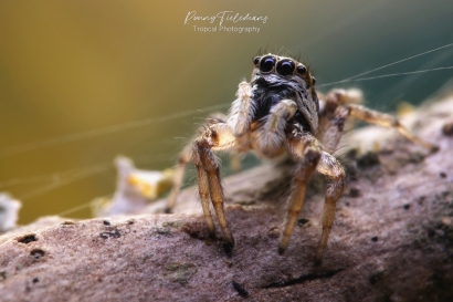 Huiszebraspin - Salticus-scenicus
