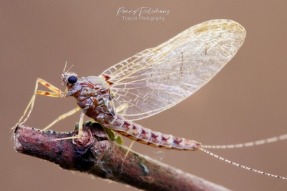 Gewone-tweevleugel - Cloeon-dipterum