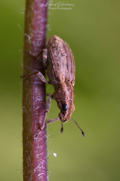 Sitona-spec.