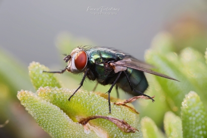 Groene vleesvlieg onbekend - Lucilia-spec.