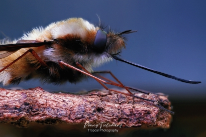 Gewone-wolzwever - Bombylius-major